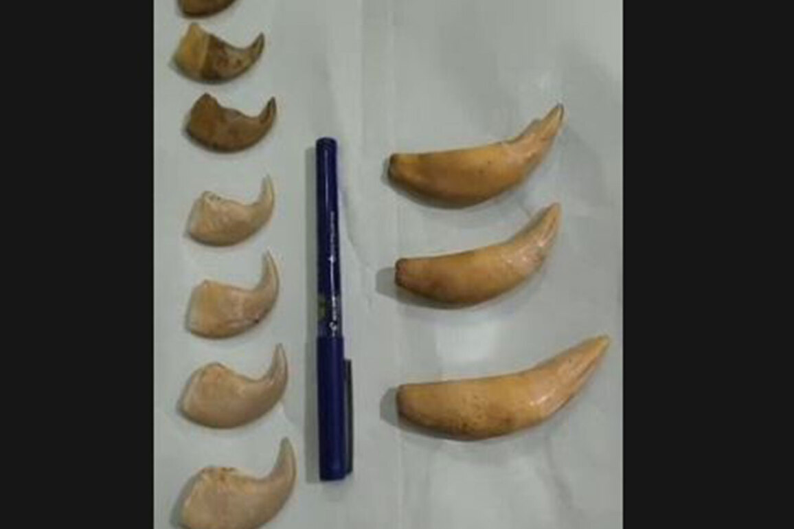 DRI Hyderabad seizes Tiger nails, canine teeth in Telangana, two traffickers detained
