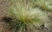 Harsh penalty for serrated tussock