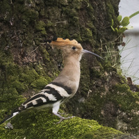 SINGAPORE-HOOPOE