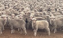 Wool prices are improving - supported by demand from China. 