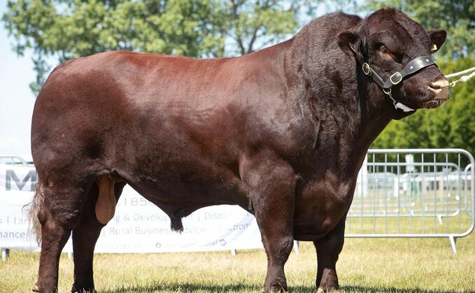 Lincoln Red bull claims beef inter-breed title at Lincolnshire Show