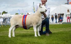 BALMORAL SHOW 2023: North Country Cheviot leads sheep rings