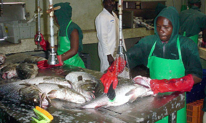 Processing factories close as fish stocks drop Processing factories close as fish stocks drop