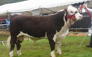 Rare Breeds Survival Trust demands action after original population cattle removed from payment list