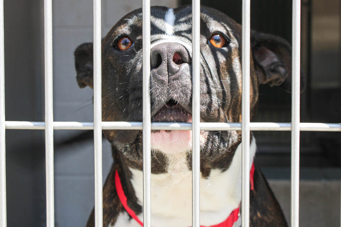 These Pets at Orange Countys Animal Shelter Are Looking for a Home
