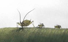 Study reveals extent of pesticide resistance in major arable pests