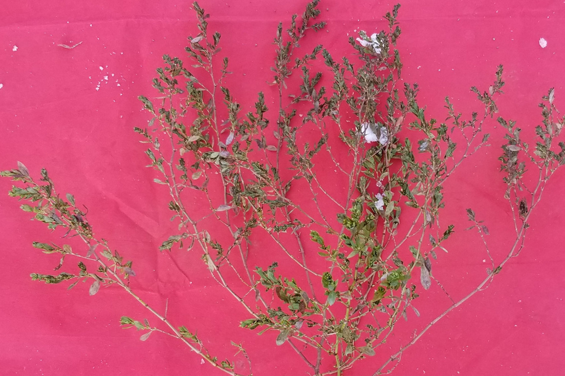 WashU Expert-&nbsp; Reawakening sleeping crops to combat todays climate crisis - The Source - WashU