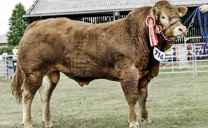 Clury herd clinches supreme beef title at Black Isle Show