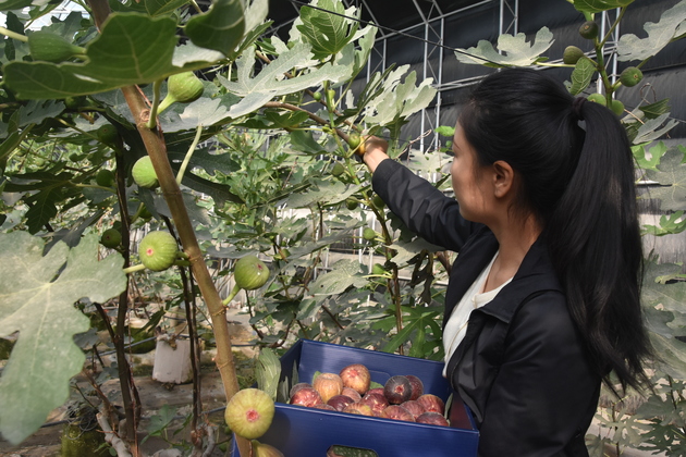 The Taklimakan's fruitful daughter who makes the sand bloom
