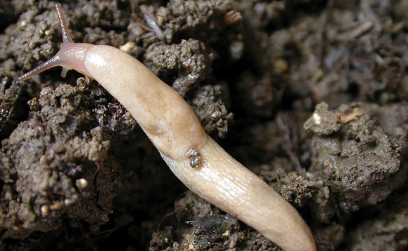 Autonomous slug control a 'real possibility'