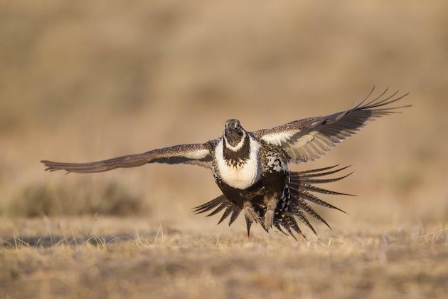 10 western states in bid to preserve sage grouse