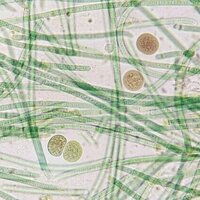 1 trillion species, 3 billion years: how we used AI to trace the evolution of bacteria on Earth