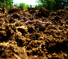 Study: Agricultural soil can provide a quarter of global carbon sequestration budget