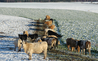 Consider mineral requirements when outwintering cattle 