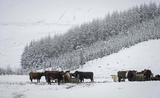 Beef Shorthorns are key to sustainability of hill unit