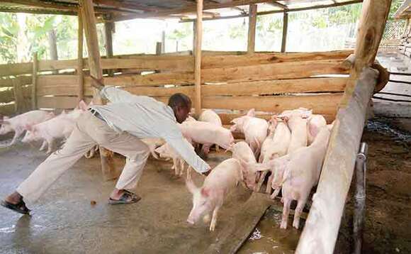 Omu ku bakozi ku DJ Paul Mixed Farm ng’ayonja embizzi. Omu ku bakozi ku DJ Paul Mixed Farm ng’ayonja embizzi.