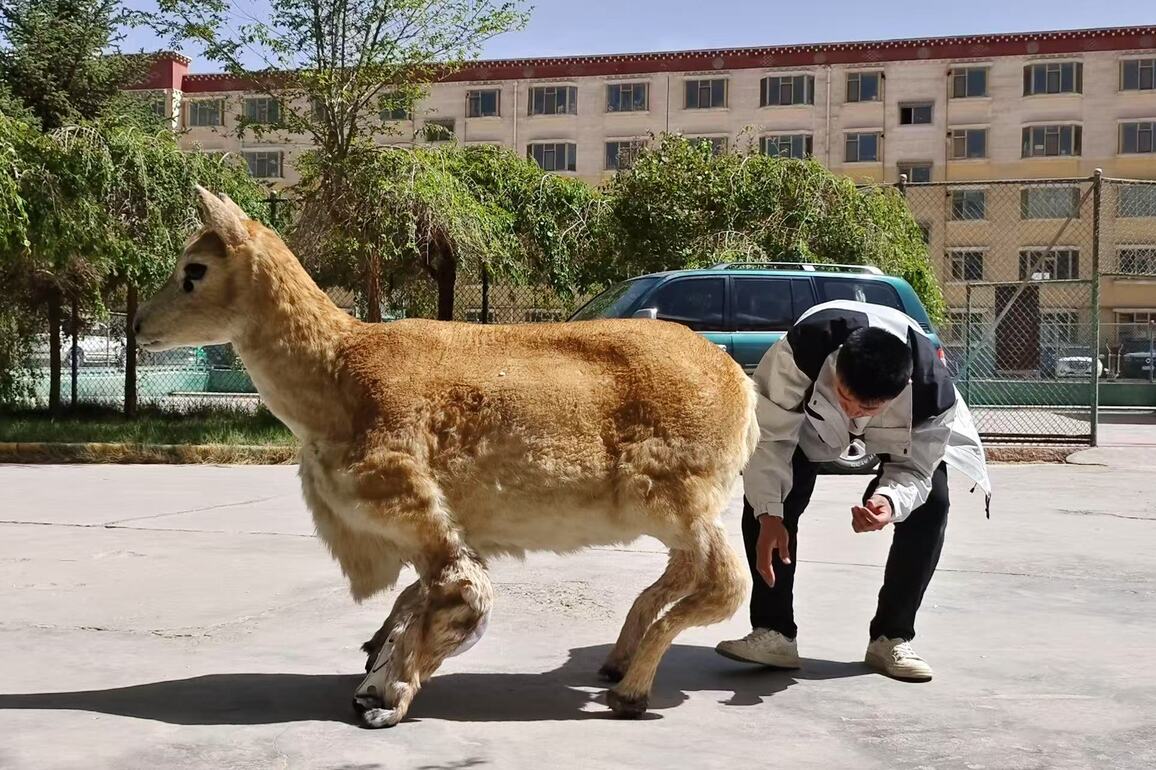 CHINA-QINGHAI-ROBOTIC TIBETAN ANTELOPE (CN)
