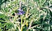  A GRDC project will hopefully shed some light on possible control options for blue lupins in WA. Picture courtesy DPIRD.