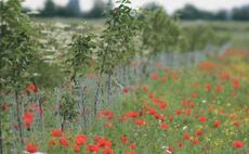 ORFC21: Building resilience against deluge and drought with agroforestry