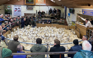 A round up of some of the latest sheep sales