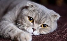 Hillhouse-backed China pet services business seeks US listing