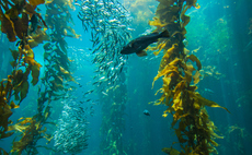 Study: Positive social and ecological 'tipping points' can spark rapid nature recovery