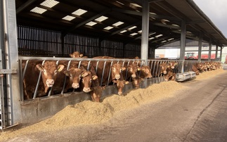 Maximising home-grown feed for beef finishers