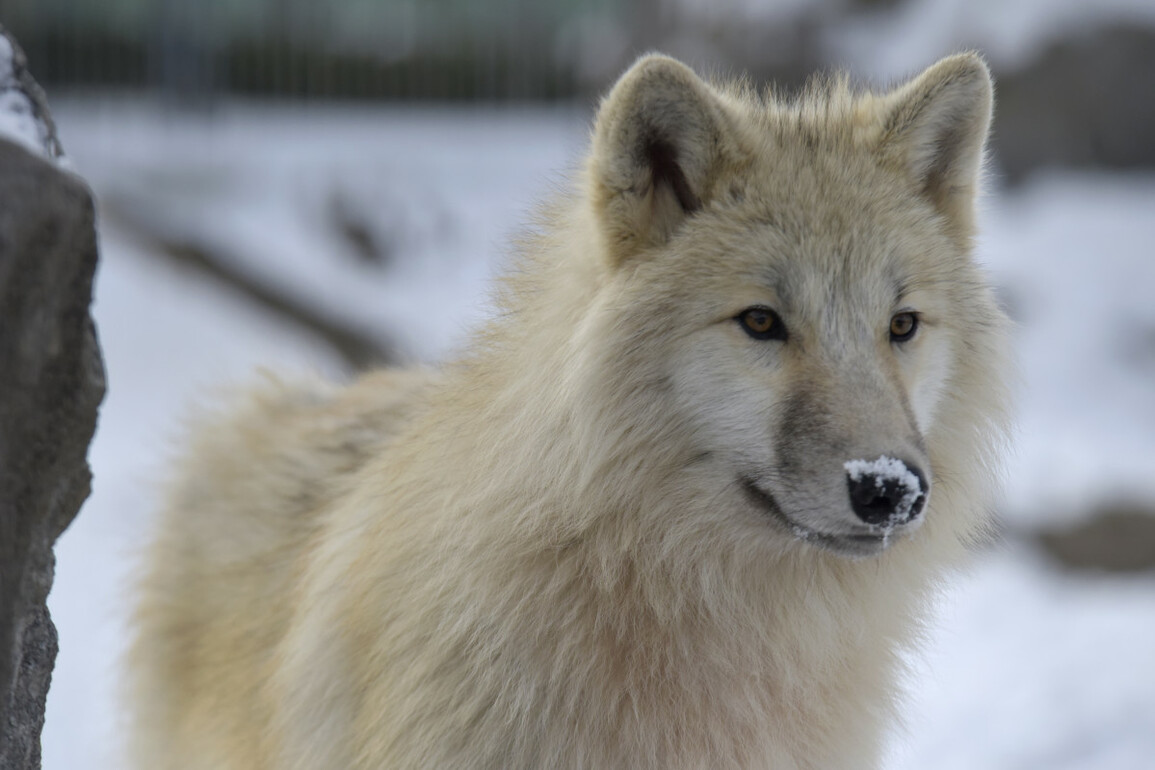 Everyones Saying the Same Thing After Scientists 'Resurrect' the Dire Wolf