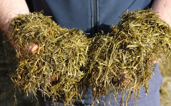 Quality over quantity for sheep silage