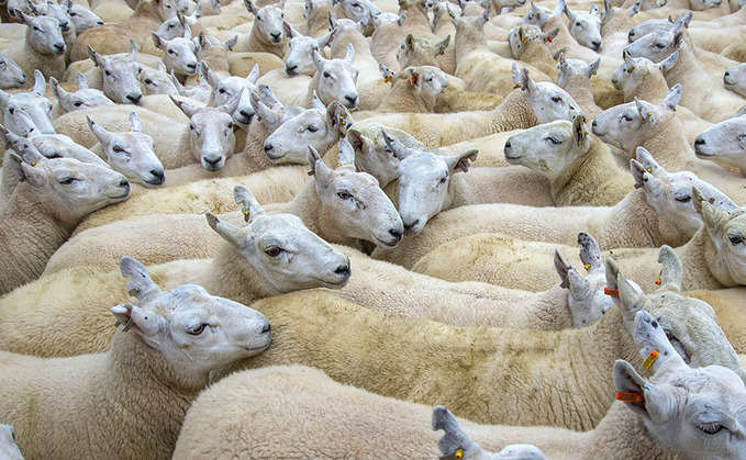 Islamic festival supports lamb market