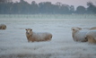 Farmers are feeling frosty towards the Federal Government, a new survey has found. Credit: Mark Saunders.