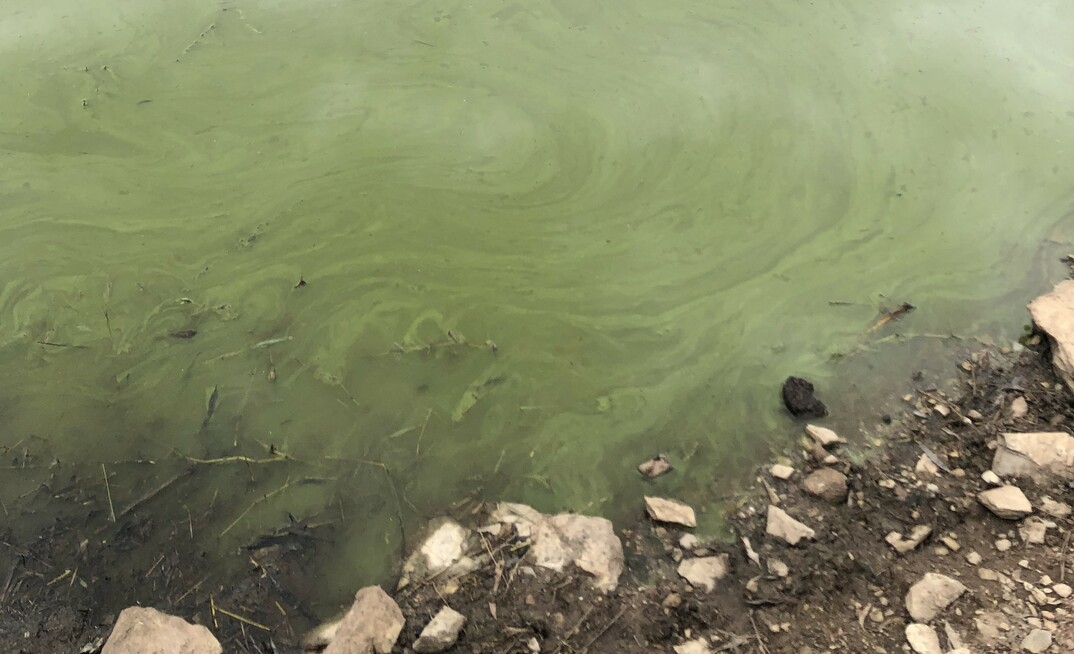 Agriculture Victoria is warning livestock producers of potential blue-green algae impacting stock water supplies. 