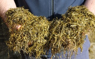 Quality over quantity for sheep silage