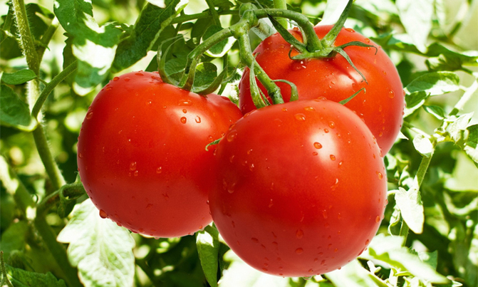 If you refrigerate your tomatoes, you're doing it wrong If you refrigerate your tomatoes, you're doing it wrong