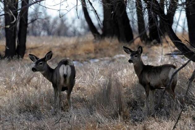 Colorado soldiers convicted of poaching at Fort Carson