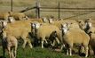 Lamb slaughter and production rises