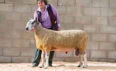 Marts the Heart - Welshpool Multi-breed Sale