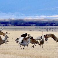 Sandhill cranes' display dance enthralls Deer Lodge birders