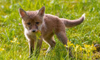 CEMEX sites record over 100 wildlife species 