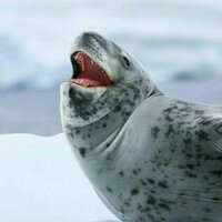 Rockabye baby: the 'love songs' of lonely leopard seals resemble human nursery rhymes