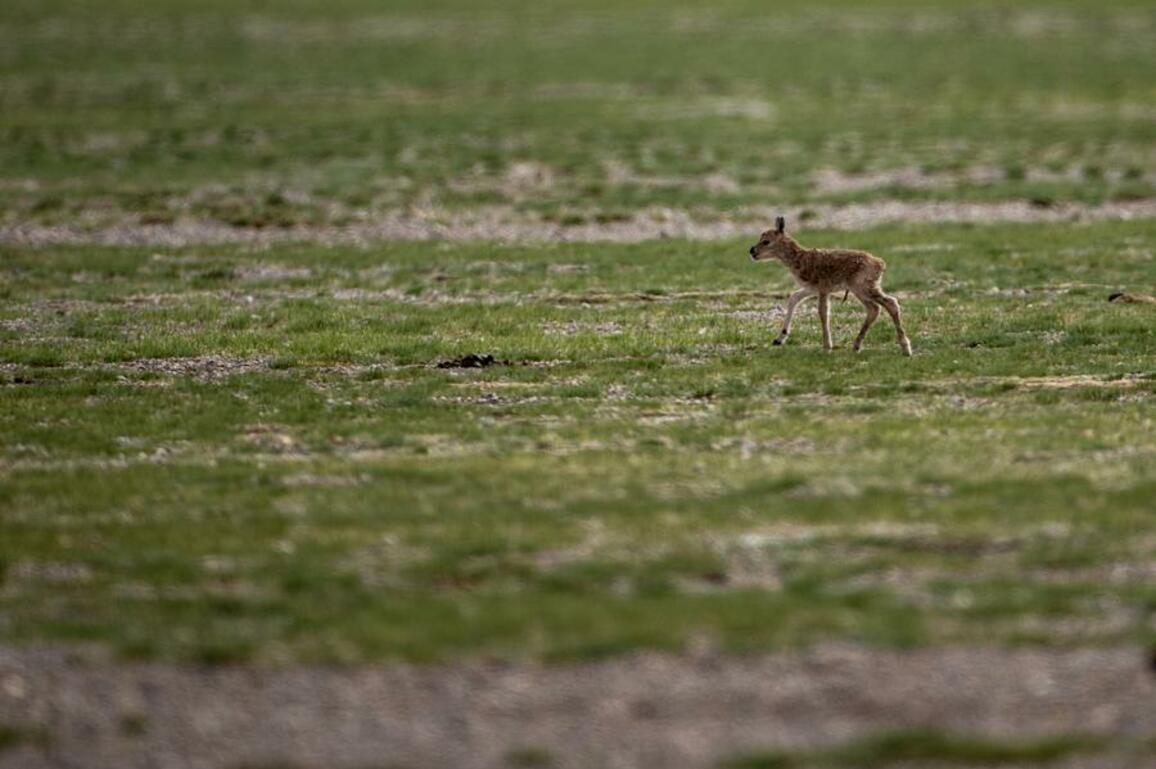 Update: China releases new grassland vegetation map of "roof of the world"
