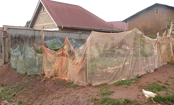  mosquito net provided by government being used to fence off plants from animals and birds
