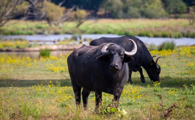 Foot-and-mouth disease has been detected in water buffalo in Germany