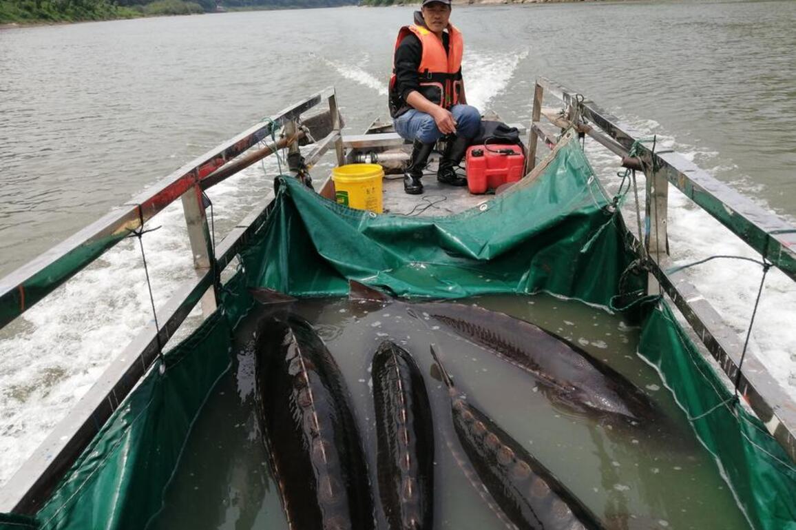 Chinese ecological wisdom powers Yangtze revival