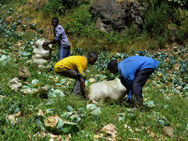  artin semambos employees at the farm