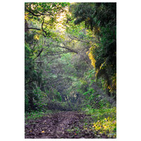 India moves up to 9th position globally in forest area