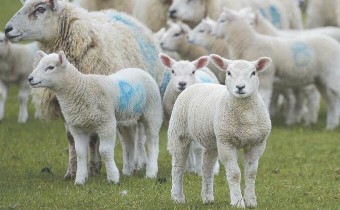 Police said the lambs were thought to be stolebn between June 30 and July 21