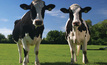 Signs of slow recovery in the dairy sector