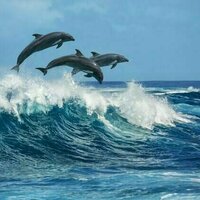 Curious Kids: Why do dolphins jump out of the water?