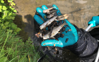 Farmer fined after digestate spill kills one thousand fish